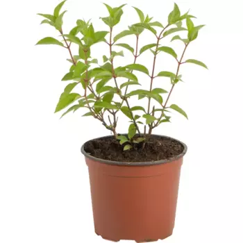 Гортензия метельчатая «Полар Бир» 17.5x30 см