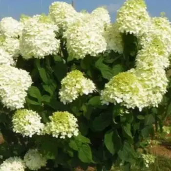 Гортензия метельчатая Полар Бир 20 h30 см