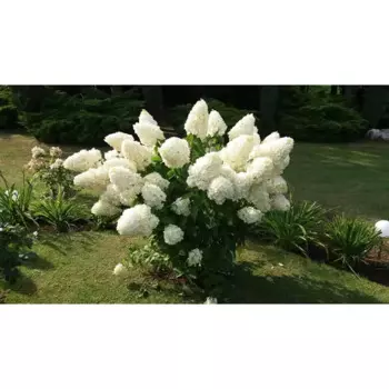 Гортензия метельчатая Полар Бир 30 h30 см