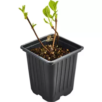 Гортензия метельчатая Полар Бир 9 h30 см