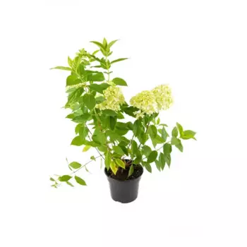 Гортензия метельчатая Полар Бир h30 - 50 см