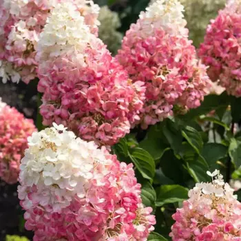 Гортензия метельчатая Распберри Пинк 25 h30 см