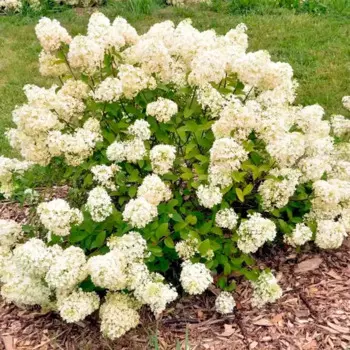 Гортензия метельчатая Романтик Айс 15 h35 см