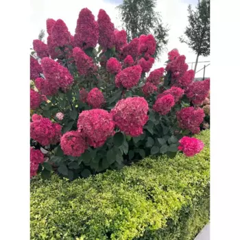 Гортензия метельчатая Самарская Лидия 22 h40 см