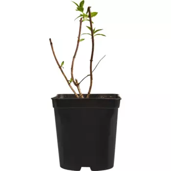 Гортензия метельчатая Саммер Лав 15 h35 см