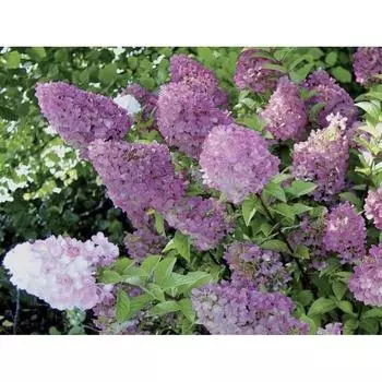 Гортензия метельчатая «Сандей Фрайз» 15x20 см