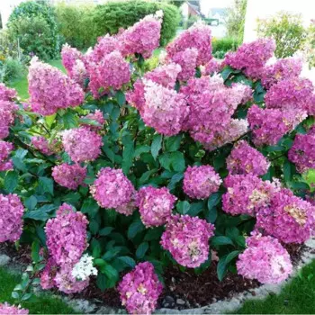 Гортензия метельчатая Сандей Фрайз 19 h40 см