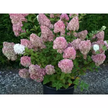 Гортензия метельчатая Сандей Фрайз 25 h30 см