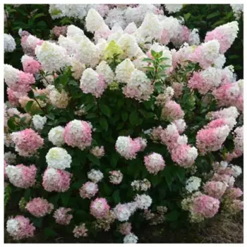 Гортензия метельчатая Сандей Фрайз h40