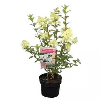 Гортензия метельчатая Сандей Фрейз h50 см