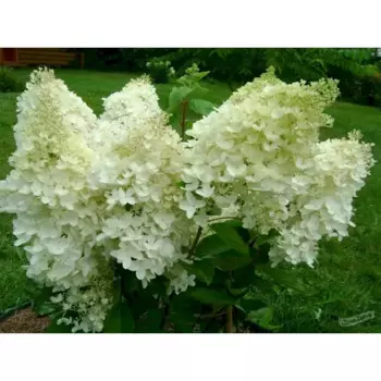 Гортензия метельчатая Селекшн 15 h35 см