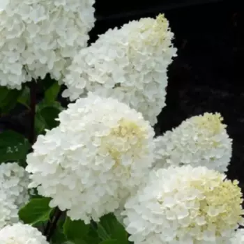 Гортензия метельчатая Шугар Раш 20 h30 см