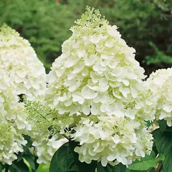 Гортензия метельчатая Сильвер Доллар