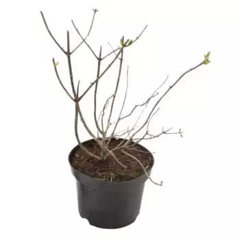 Гортензия метельчатая Сильвер Доллар h20 см