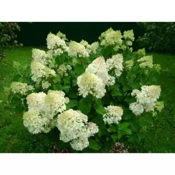 Гортензия метельчатая Силвэ Доллар 14 h100 см