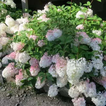 Гортензия метельчатая Строберри Блоссом 19 h30 см