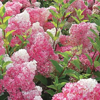 Гортензия метельчатая Строберри Блоссом 9 h20 см