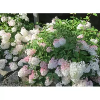 Гортензия метельчатая Тач Ту Пинк 19 h55 см