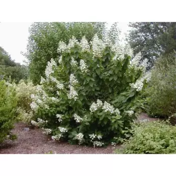 Гортензия метельчатая Тардива 15 h35 см