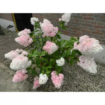 Гортензия метельчатая «Ванила Фрайз» 9x15 см