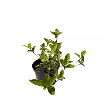 Гортензия метельчатая Вимс Ред 17 h20 - 25 см