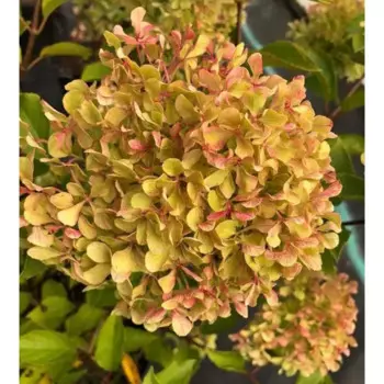 Гортензия метельчатая Жемчужина фестиваля 17 h20 см