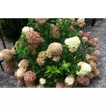 Гортензия метельчатая Жемчужина фестиваля 30 h30 см