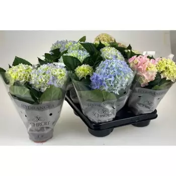 Гортензия микс 10.5 h15 - 20 см