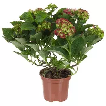 Гортензия микс 14x35 см