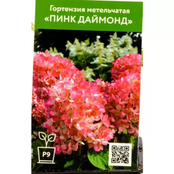 Гортензия Пинк Даймонд 9 см h55 см