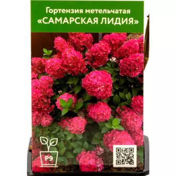 Гортензия Самарская Лидия 9 см h55 см