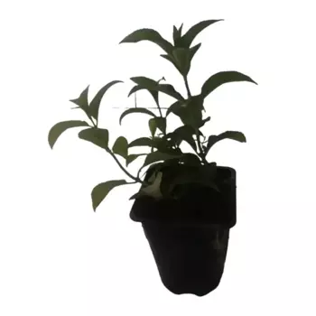 Гортензия Шнибаль 13 см h25-40 см
