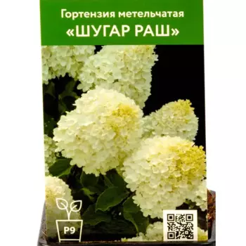 Гортензия Шугар Раш 9 см h55 см