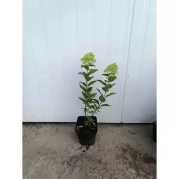 Гортензия Сильвер Даллар 19 h40 - 50 см