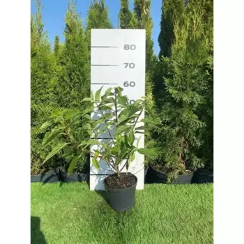 Гортензия Строберри Блоссом h40 - 60 см