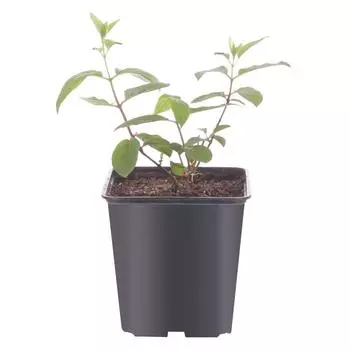 Гортензия Ваниль Фрайз метельчатая