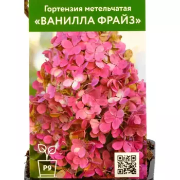 Гортензия Ванилла Фрайз 9 см h55 см