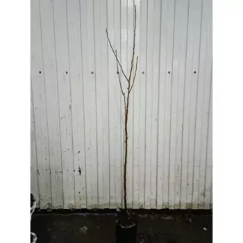 Груша Аббат Феттель 18 h110 - 130 см