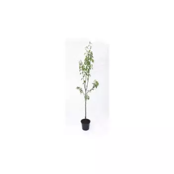 Груша «Августовская роса» 25x120 см