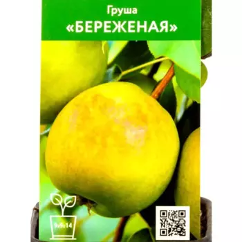 Груша Береженая h90 см