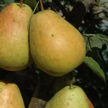 Груша «Декора» C4 высота 50-80 см
