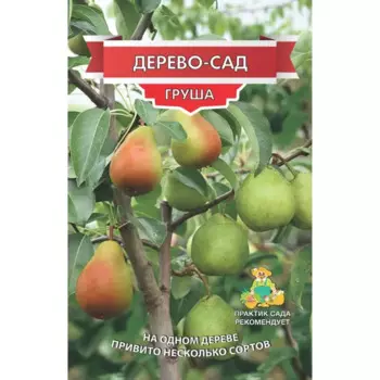 Груша Дерево сад Чижовская/Лада/Детская h180 см