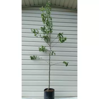 Груша двухлетняя Просто Мария 25 см h180 см