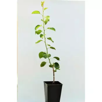Груша «Гера» 1 год 12.5x30-50 см