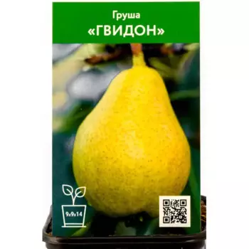 Груша Гвидон h90 см