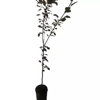 Груша Конференция 18 см h120-140 см