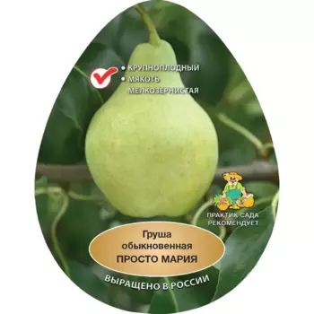 Груша обыкновенная Просто Мария h200 см в сетке Поиск Инвест