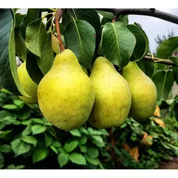Груша Просто Мария 22 h120 см