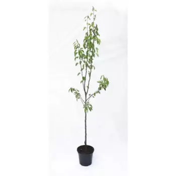 Груша Просто Мария 25 h100 см