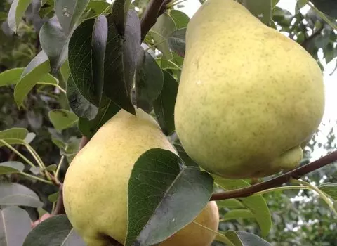 Груша «Просто Мария» C4 высота 140 см